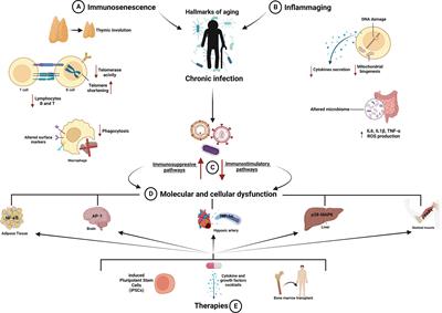 Frontiers | Immune System Modulation In Aging: Molecular Mechanisms And ...